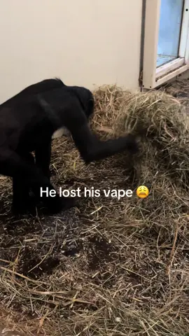 ape lost his vape #bonobo #monkey #ape #vape #apenheul 