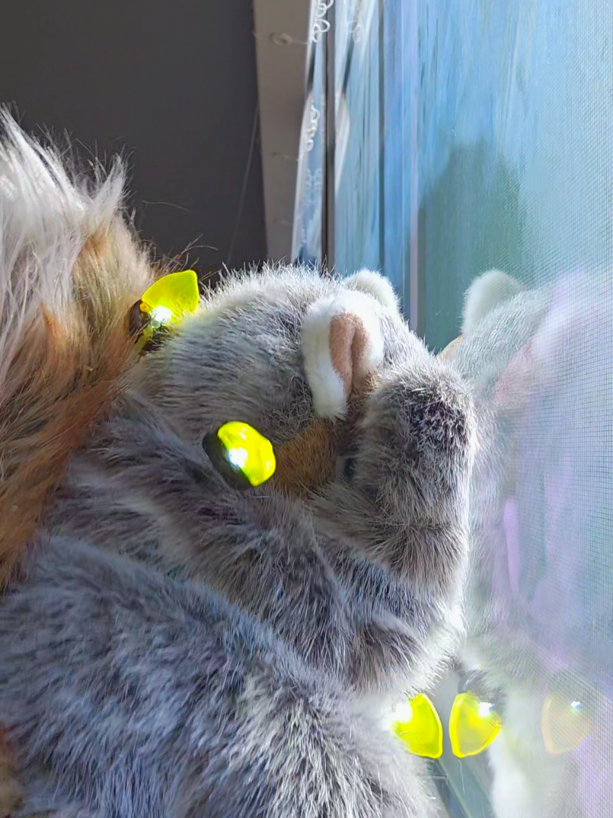 #toolittletoolate #trending #dancingsquirrel 