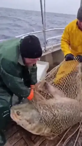 New species of catfish discovered in the English Channel. #fyp #fypage #trending #ai 