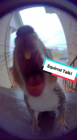 This squirrel came up to my ring camera and started laughing at my Halloween decor and screaming at me. 🤣🤣🤣🎃🎃🎃 #squirrels #ringdoorbell #funny #comedy #squirrelsoftiktok 