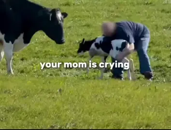 dlaczego separujemy cielaki od swoich matek? ten okrutny czyn dzieje się dzień w dzień #govegan #mom #cows #wege #poland 