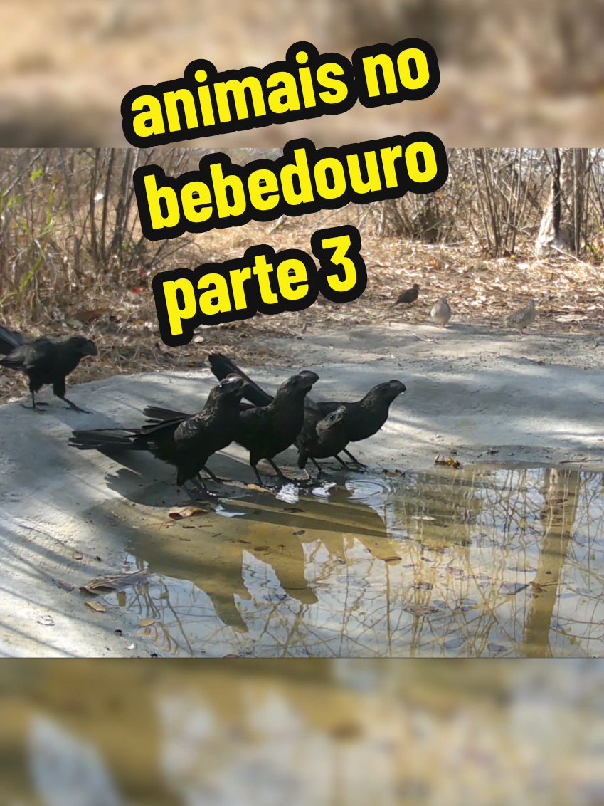 muito bem inaugurado #animais #sertão #nordeste #aventuras #floresta 