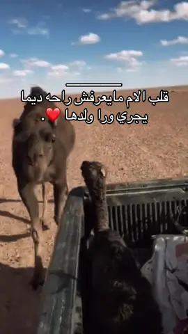 #ajdabya_libya_🇱🇾 #fyyyyyyyyyyyyyyyyyyy 