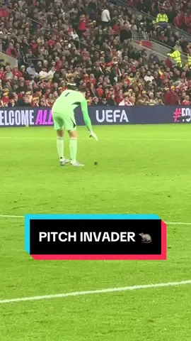 A rat invades the pitch and takes on Thibaut Courtois 🤣 #Wales #Belgium #FIFAWorldCup 