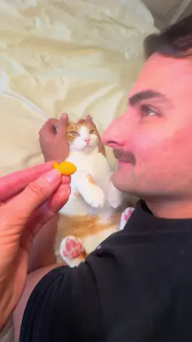 Goldfish? Gonefish… Ron’s criminal record expands: grand theft Goldfish 🍊🐾🐟 @goldfishsmiles #funnycat #viralcat #catsoftiktok #orangecatbehavior #cat 