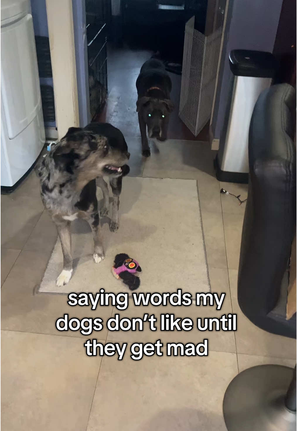 ronald mcdonald can LEAVE #foryou #foryoupage #viral #dogs #dunkindadawg 