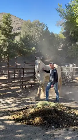 Lady’s Physical Therapy #rescue #horse #shire #animals #