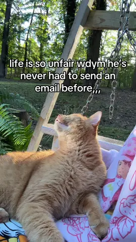 oh to bask in the sunlight all day and be loved simply because i am fat and orange,,, 