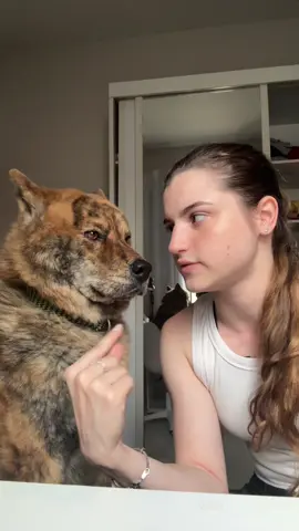 gente pelo amor de Deus o cachorro CAPOTOU