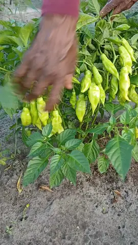 #vida_na_roça❤️ #compatilhem_curte_e_comentem #gratidão 