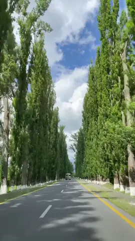 #zaqatalamiz #agac 