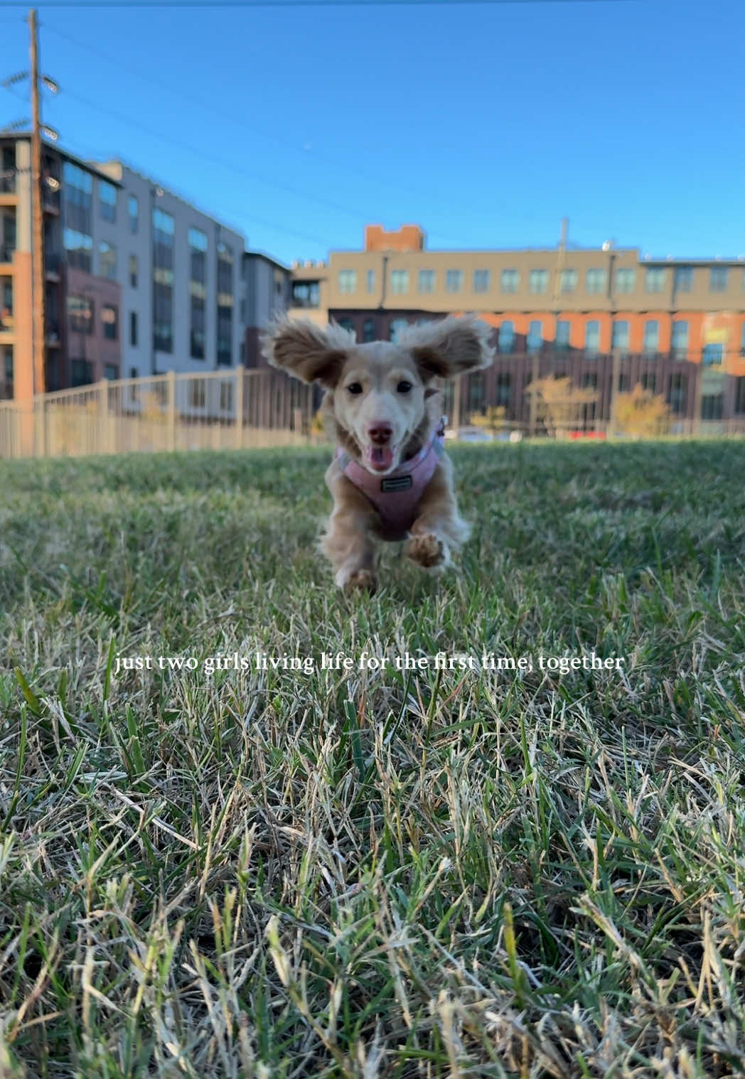 I’m not crying, you’re crying  #minidachshund #unconditionallove #dogslove #doxiesoftiktok #doxielove 