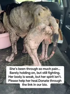 No animal deserves to suffer like this… When we found her, her body was broken skin raw, bones showing, too weak to even stand properly. Yet despite the pain, she still tried to move, still tried to live. She hasn’t given up… and neither will we. But we can’t do it alone. She needs urgent vet care, medication, and weeks of recovery to have a real chance. Please if you’re seeing this, don’t scroll past. Your donation, no matter how small, could be the difference between life and loss. 🐾 Donate now through the link in our bio Every share, every dollar it all matters. Let’s show her that love still exists. ❤️ #dogsofttiktokdogs #dogsofttiktokdogsb #rescue #viral #rescuedog 