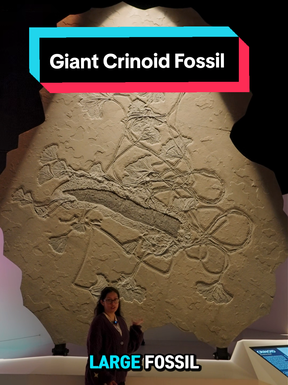 This giant Crinoid fossil is not a plant but rather an animal! Do you have a favorite fossil at HMNS? 😲 #Fossil #Crinoid #Animal #museum 