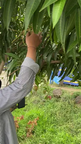 ga kebagian petik cetobeli #trend #fyp 