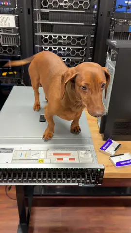 Weiner gog for scale. Every lab needs a doggo. 