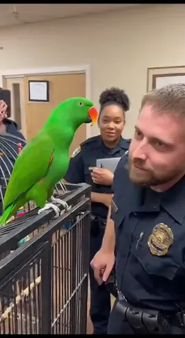 Bro outtalked the entire police department  #larrytheparrot #talkingparrot #parrotsoftiktok #funnyparrot #petparrot 