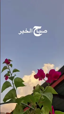 #صباحكم_معطر_بذكر_الله🌹🍃 