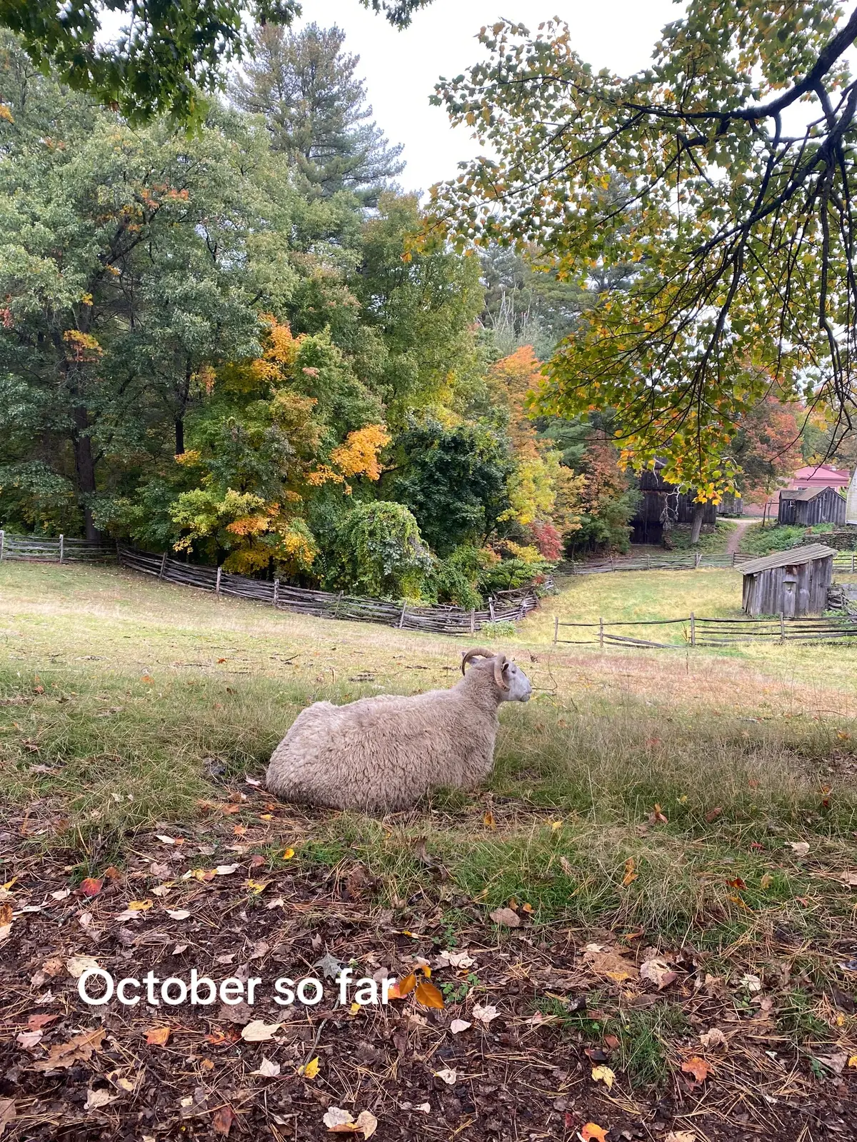 #fyp #halloween #october #autumn #fall 