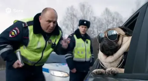 ALL FAKE!!видео не хочет никого обидеть!!#мопс #sora2 