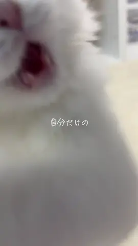 木更津アウトレットの近く ラグドールの赤ちゃんご家族さん募集中です #ラグドール  #子猫  #飼い主さん募集中 