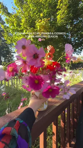 My last bouquet of the season 🥹 My cut flower gardens did so well this year! I’m sad to see them go, but excited to do even more next year 🌸💐🌼 #zinnias #cosmos #cutflowers #cutflowergarden #flowers 