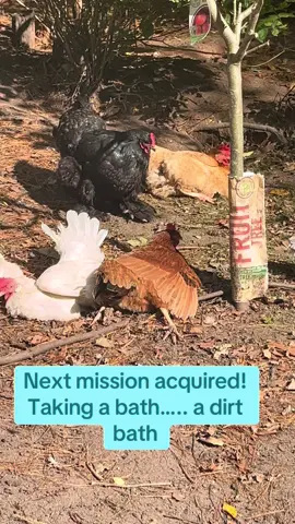 Chicken mission #mission #chicken #dirtbath