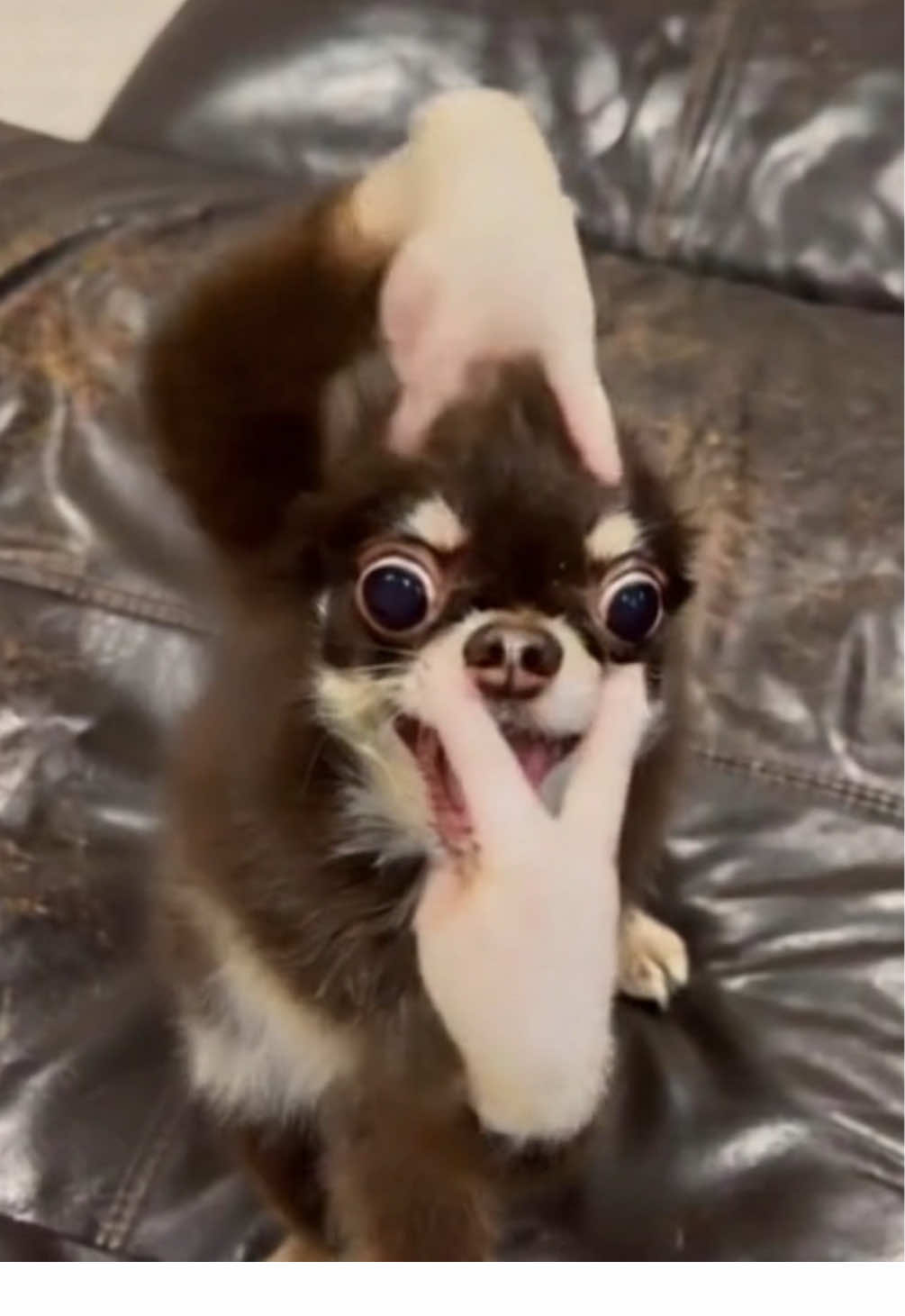 この目はAIではなく自前です。 #横揺れダンス #キャンマジ5番 #チワワ #犬 #踊る犬