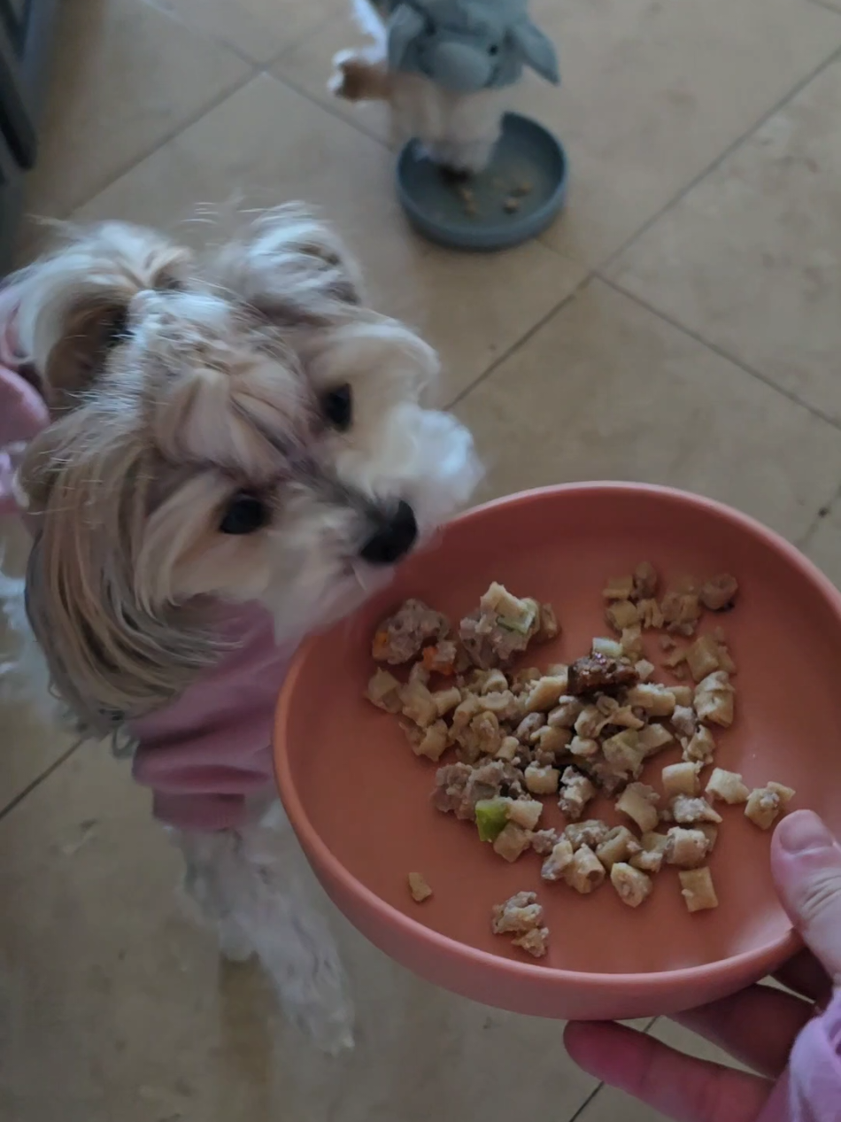Day 14 of 31 of Halloween costumes. We feed our (dogs dressed as) little piggies @JustFoodforDogs #IFeedJFFD #sponsored 