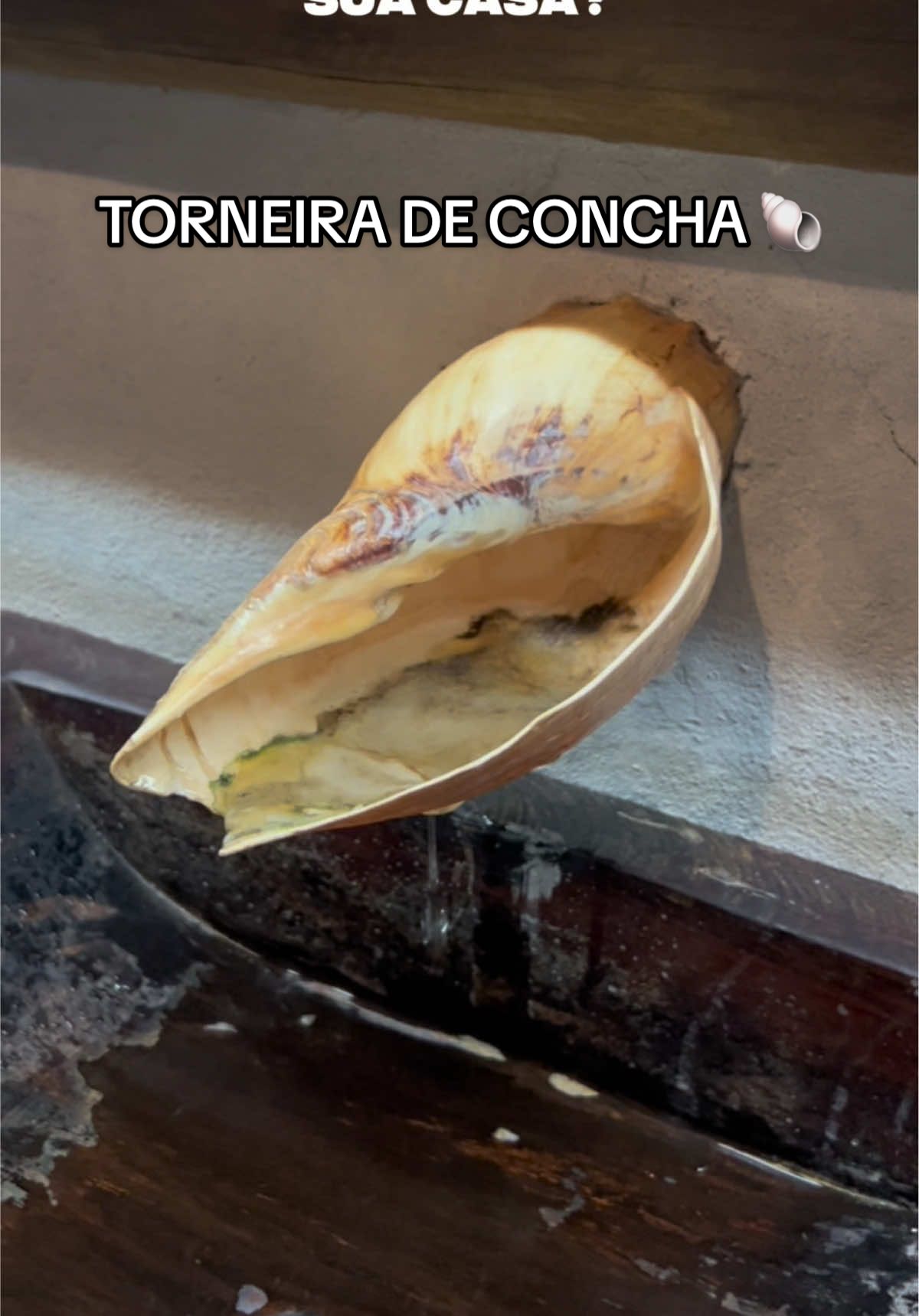 Torneira de concha de verdade 🐚😨 Você teria??? #casa #dicasdecoracao #arquitetura #concha #torneira 