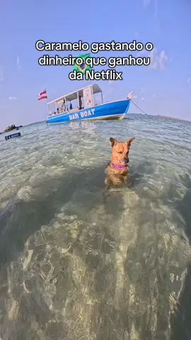 🐕🫶Deixou as ruas e foi curtir o mar da Bahia #cachorro #caramelo #cachorrocaramelo #viralatacaramelo
