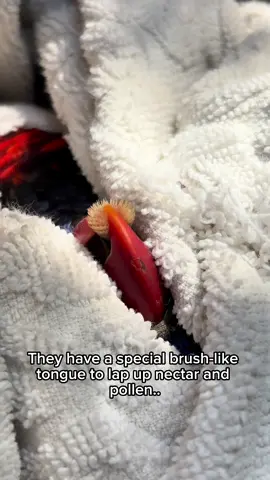 Let’s learn about Rainbow Lorikeets!  Filmed at our sister site: San Antonio Aquarium  #lorikeets #lorikeetsoftiktok #bird #birdsoftiktok #zoo
