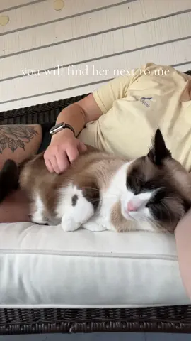 my needy baby #catsoftiktok 