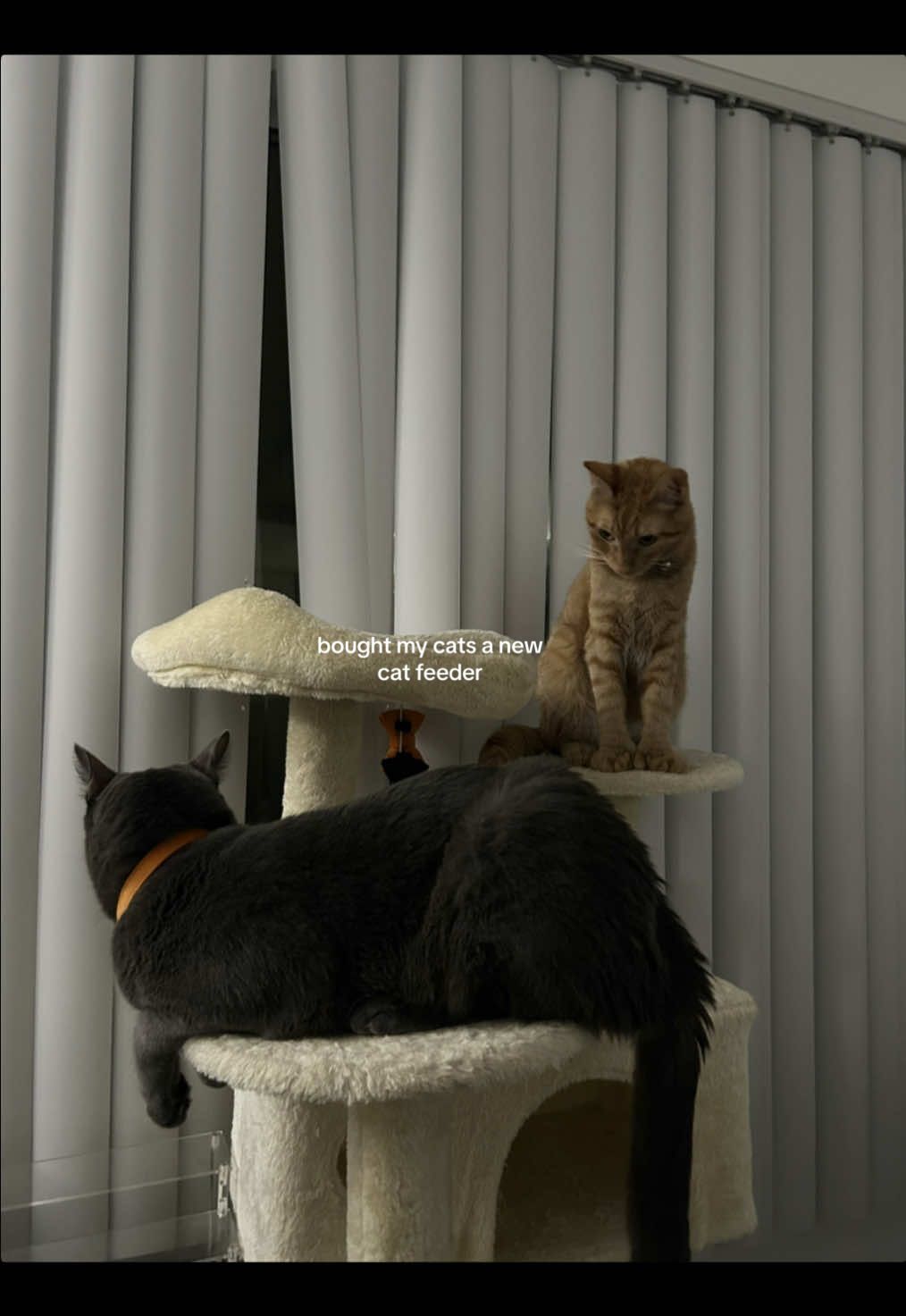 i think they like it! #pets #cat #catfeeder #fortnite 