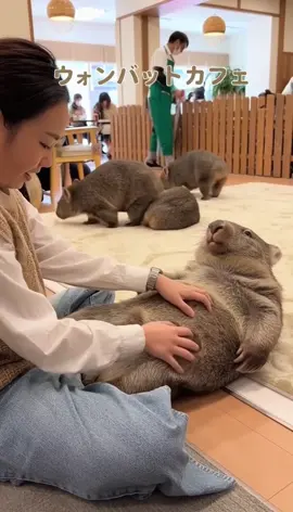 ウォンバットカフェ #動物カフェ #ウォンバット #ウォンバットカフェ #かわいい動物 #可愛い動物 #もふもふ #モフモフ