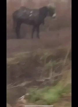 Russian soldier from the 1st seperate donkey Battalion recorded a video. Published 14.10.2025 #підпискавідукраїнців🇺🇦💙💛 #контрактник #славаукраїні🇺🇦🇺🇦🇺🇦 
