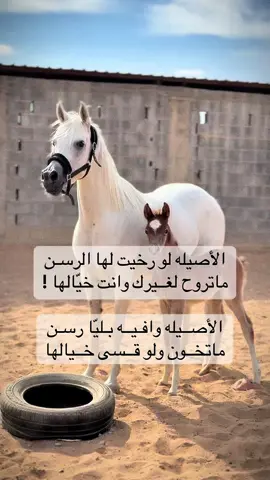 #فلسطين_أحساس_شاعر_لايك_فضلآ_وليس_أمرآ 