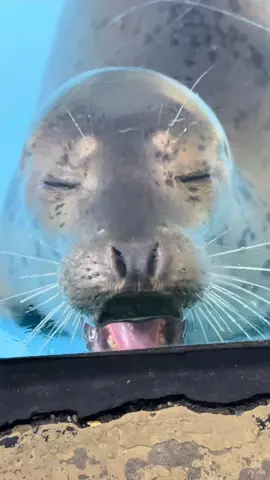 The seals, for some reason, have recently become popular to open their mouths wide facing the wall. The scene is really funny and hilarious.#seal 