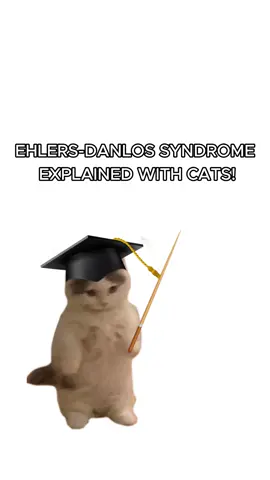 Kitty has Ehlers Danlos Syndrome! #cats #kitties #sillycats #ehlers #eds 