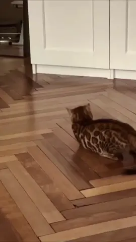 Funny cats, hilarious moments, and pure joy! 🐱 #cat #funny #pet #fyp  #foryou 