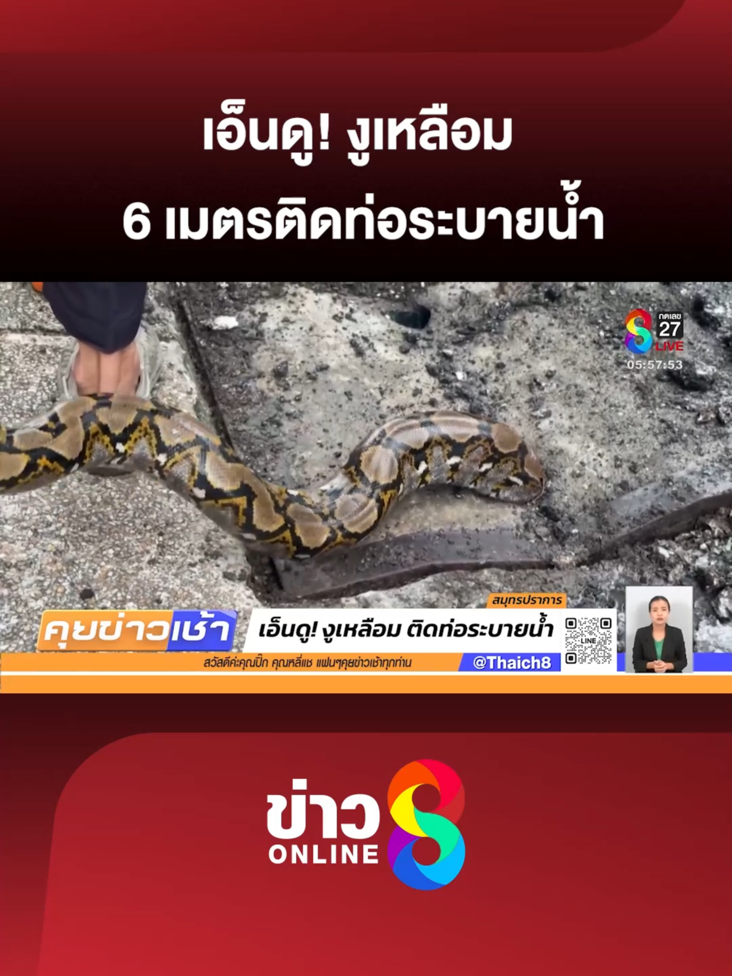 งูเหลือม มุดติดท่อระบายน้ำ หัว-ห่างโผล่คนละรููท่อ ตัวติดแน่นดึงไม่ออก เจ้าหน้าที่กู้ภัยระดมงัดท่อช่วยชีวิต #คุยข่าวเช้าช่อง8 #งูเหลือม#งูเข้าบ้าน #ข่าวช่อง8 #ข่าวช่อง8ที่นี่ของจริง #ข่าวออนไลน์ช่อง8#ข่าวtiktok