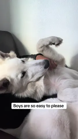 Zero and sky #puppy #husky #dog #swissshepherd 