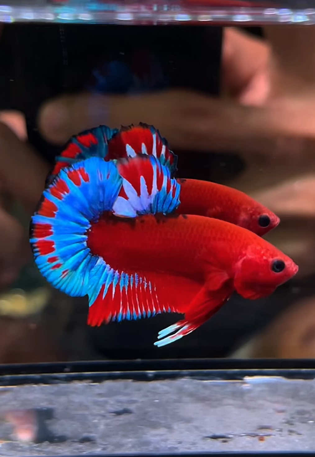 Cantikk nyooo🥰😍 #bvbettaind #bettaenthusiast #bettaddict #livecupang 