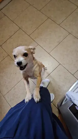 la bailarina #dance #dogsoftiktok #mybabylove