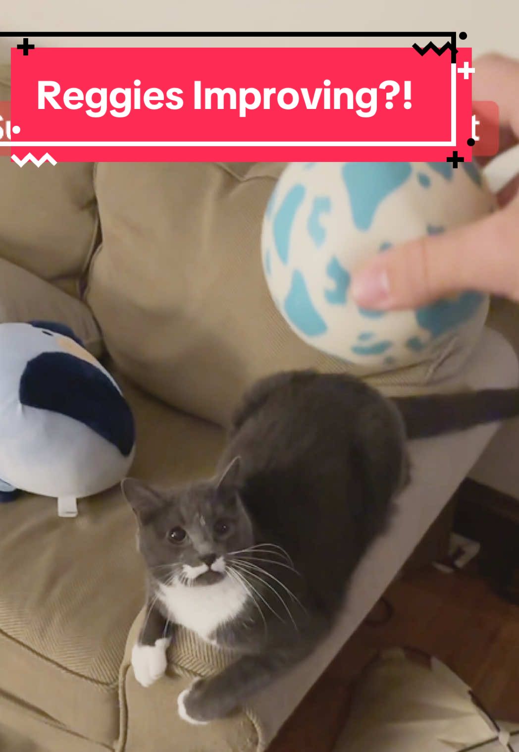 Wait is he really improving?? #catsoftiktok #cats #cat #animal #reggiechallenge
