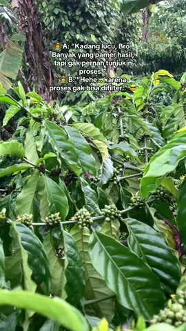 Emang begituu disini tidak kitaaup terus apapun kondisinya karena kita petani bukan suhunya suhu petanii #fyp #kopirobustalampung #PetaniKopi 