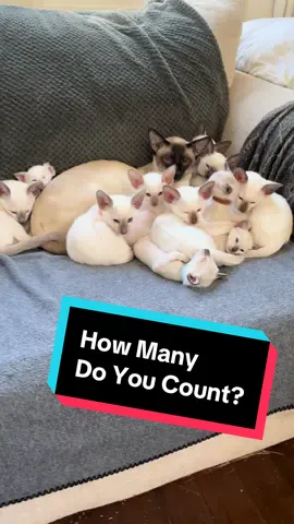 How many kittens do you count!??   #siamesekitten #siamesecats #portlandoregon #siamese #kitten 