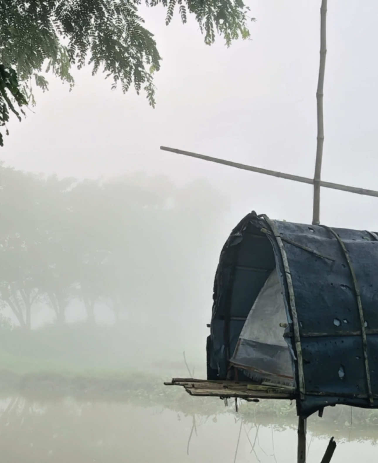 কুয়াশার সকাল.।💚🌿#foryou #foryoupage #tiktokviral #wintermorning #winter 