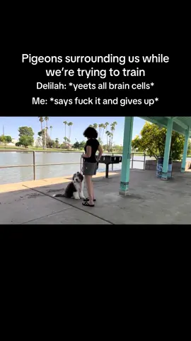 We will live to fight another day. A flooded park in the blasting wind and 8 million pigeons trying to creep in for training treats, was clearly not the environment my puppy can handle working in right now. I will take it as a win that she was utterly unbothered by the environment otherwise. 