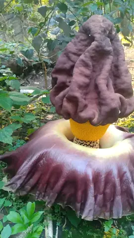 Wooww bunga bangkai raksasa #TumbuhanLangka  #BungaBangkai  #Rafflesia  #TumbuhanUnik  #FloraIndonesia 